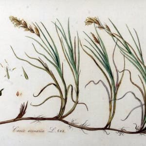 estolones-carex-arenaria