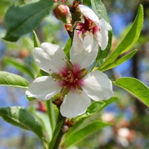 Almendro en flor