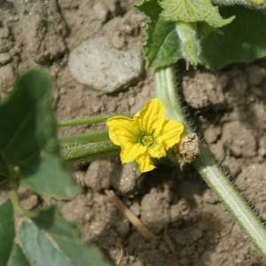 Flor melon