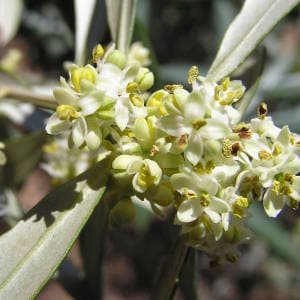 Flor del olivo