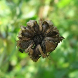Flor seca de caléndula