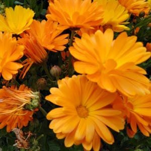 img Flores de caléndula