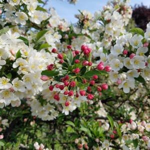 Flores de manzano