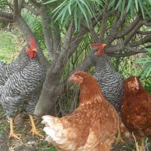 Gallinas variadas