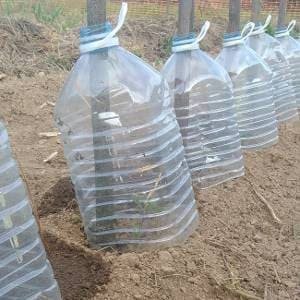 Proteger plantas con botellas