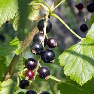 Grosella negra cassis