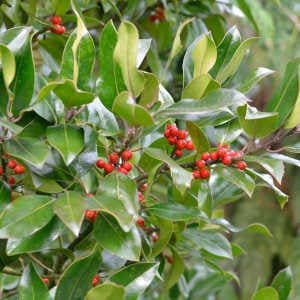 Ilex altaclerensis