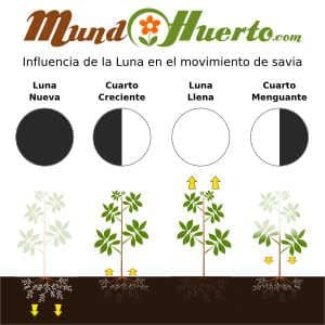 Influencia luna movimiento savia plantas