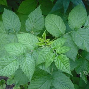 Joven planta de frambuesa