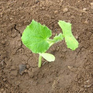 Joven planta de pepino