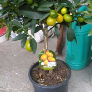 kumquat-maceta