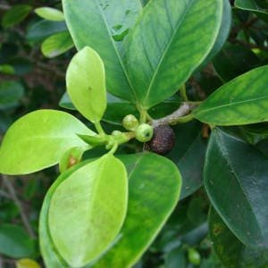 Laurel de indias