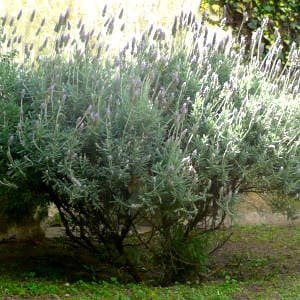 Cultivo de la lavanda