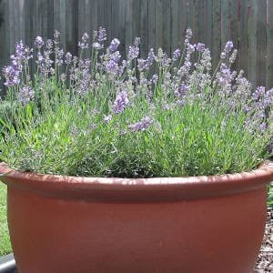 Lavanda en maceta