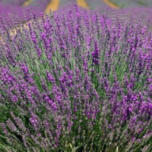 Lavanda en flor