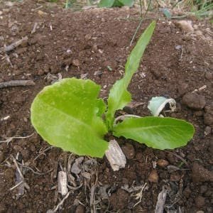 Joven lechuga recién plantada