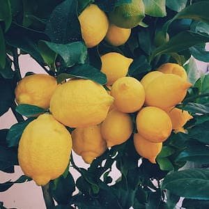 Limones agrupados