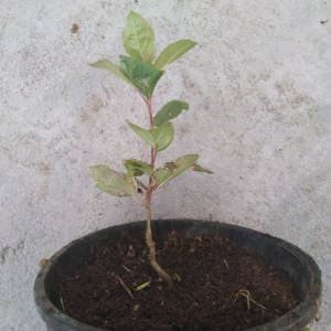 Manzano pequeño en maceta