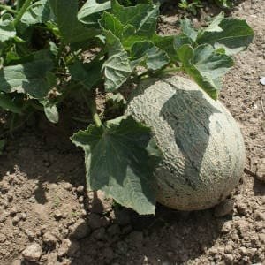 Melon creciendo en planta