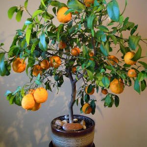 Naranjo en maceta con frutos