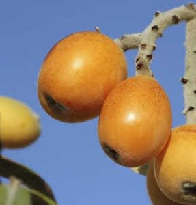 nisperos-japoneses-maduros