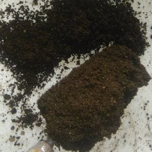 Compost maduro