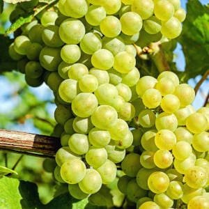 Parra con racimo de uvas blancas