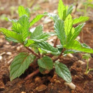 Pequeña planta de menta