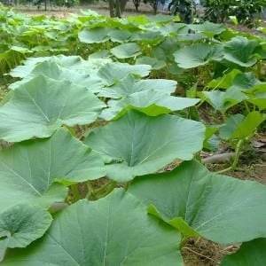 Planta adulta de calabaza