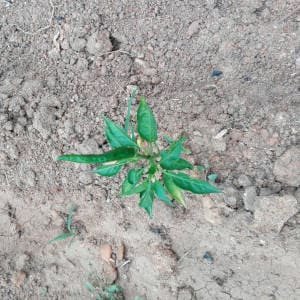 Planta pimiento trasplantada terreno