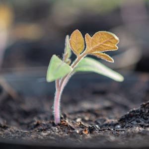 Planta de tomate en semillero