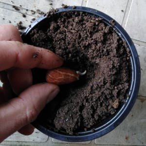 Plantando semilla germinada almendra maceta