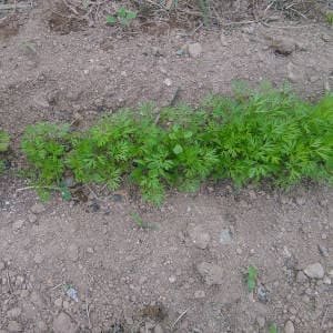 Plantas zanahoria cultivadas surco
