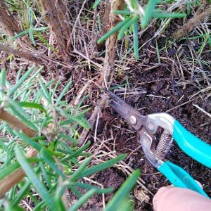 Poda de mantenimiento en romero