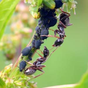 Pulgón con hormigas