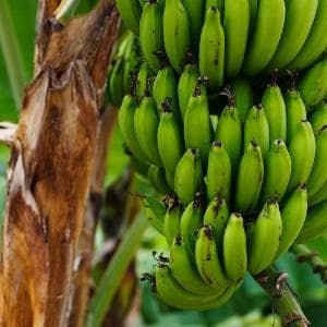 racimo-platanos