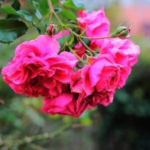 Ramo de rosas en un rosal