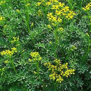 ruda-en-flor