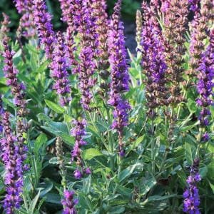 salvia-en-flor