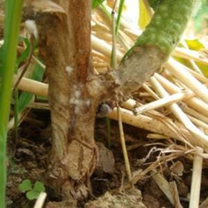 Sclerotinia sclerotium tomate