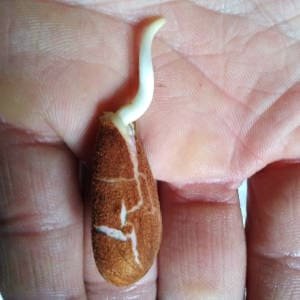 Semilla de almendra germinada