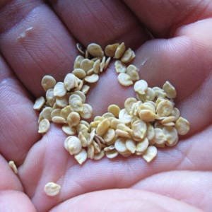 semillas-pimiento-en-mano