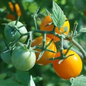 Tomates cherry