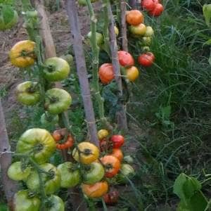Tomateras repletas de tomates