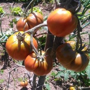 tomates-casi-maduros