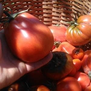Tomates en una cesta