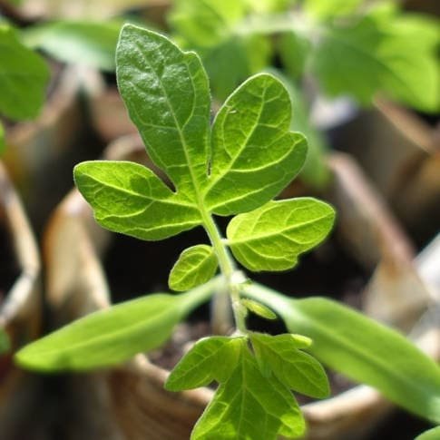 Tomates para trasplante