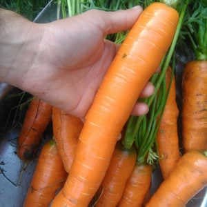 Zanahoria larga mano