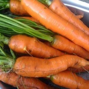 Zanahorias orgánicas de nuestro huerto