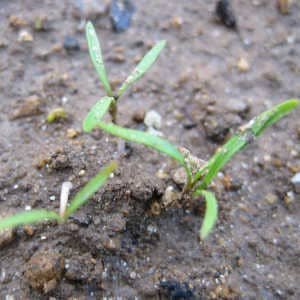 zanahorias-plantulas-germinadas